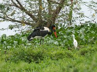 DSC1482  Jabiru d'Afrique - Ephippiorhynchus senegalensis