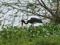 DSC1483  Jabiru d'Afrique - Ephippiorhynchus senegalensis