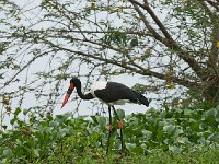 DSC1484  Jabiru d'Afrique - Ephippiorhynchus senegalensis