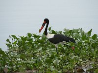 DSC1490  Jabiru d'Afrique - Ephippiorhynchus senegalensis