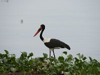 DSC1493  Jabiru d'Afrique - Ephippiorhynchus senegalensis