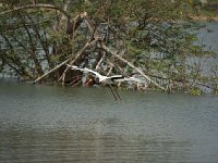 DSC1601  Jabiru d'Afrique - Ephippiorhynchus senegalensis