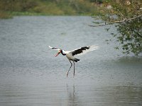 DSC1603  Jabiru d'Afrique - Ephippiorhynchus senegalensis