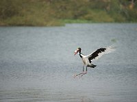 DSC1604  Jabiru d'Afrique - Ephippiorhynchus senegalensis