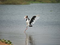 DSC1605  Jabiru d'Afrique - Ephippiorhynchus senegalensis