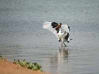 DSC1606  Jabiru d'Afrique - Ephippiorhynchus senegalensis