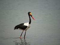 DSC1625  Jabiru d'Afrique - Ephippiorhynchus senegalensis