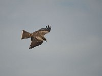 DSC1626