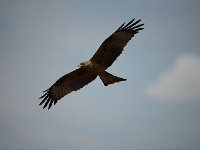 DSC1631  Milan à bec jaune -  Milvus aegyptius
