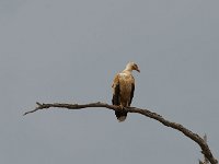 DSC1779  Palmiste africain - Gypohierax angolensis