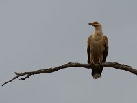 DSC1781  Palmiste africain - Gypohierax angolensis