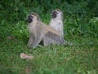 DSC1402  Vervet bleu - Chlorocebus pygerythrus
