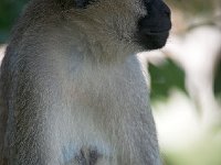 DSC1412  Vervet bleu - Chlorocebus pygerythrus