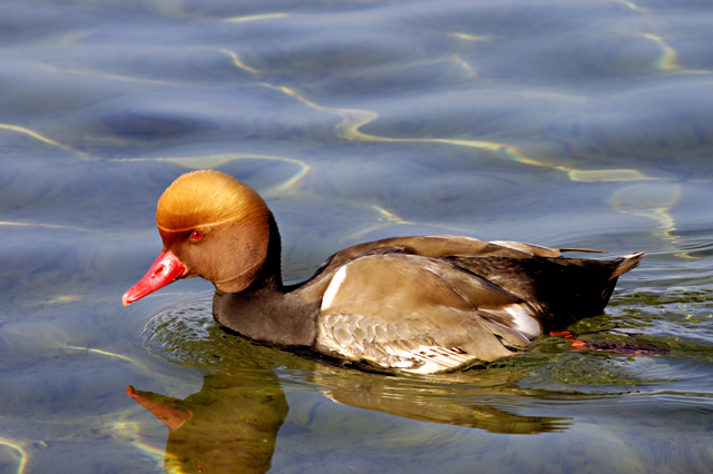 Photographie