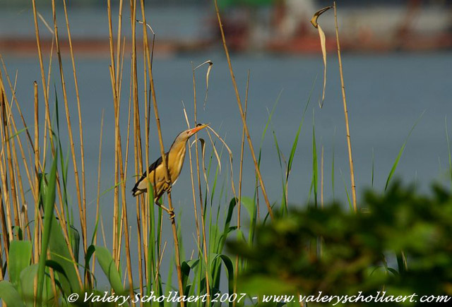 Photographie