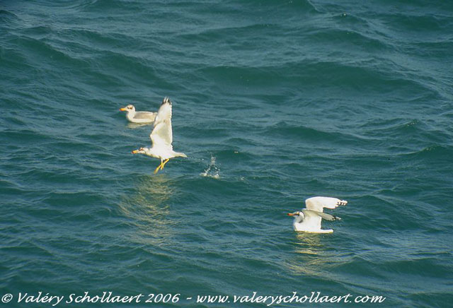 Photographie