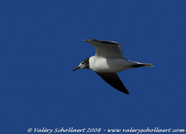 Photographie