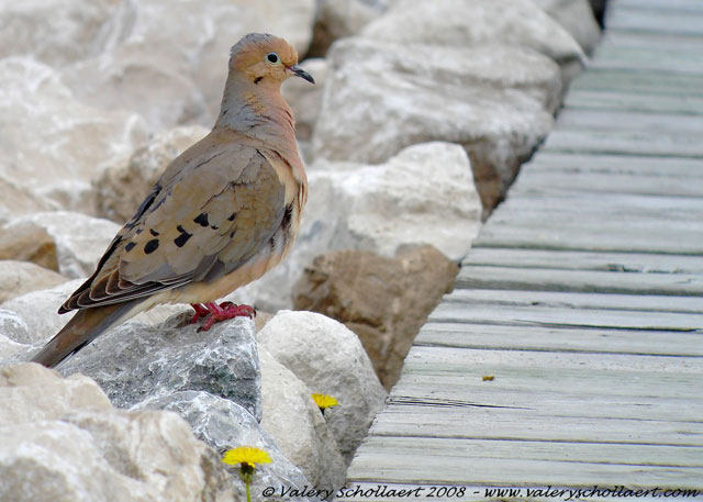 Photographie