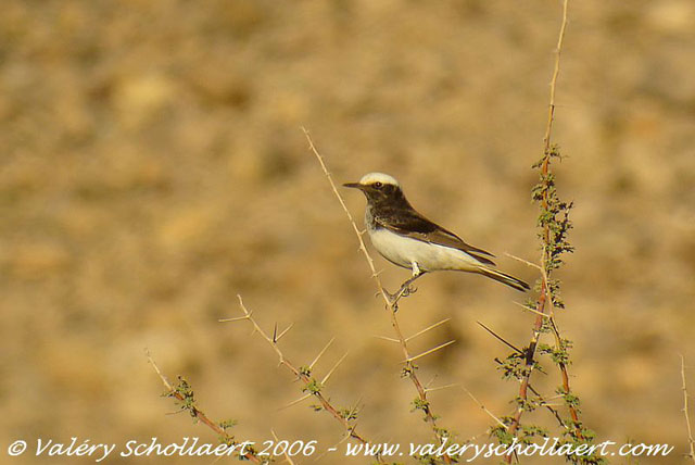Photographie