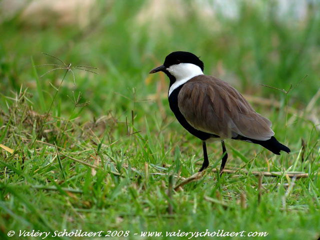 Photographie
